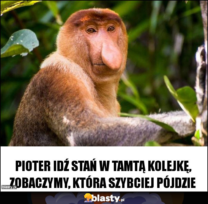 Pioter idź stań w tamtą kolejkę, zobaczymy, która szybciej pójdzie