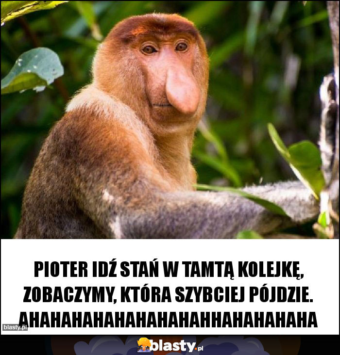 Pioter idź stań w tamtą kolejkę, zobaczymy, która szybciej pójdzie. ahahahahahahahahahhahahahaha