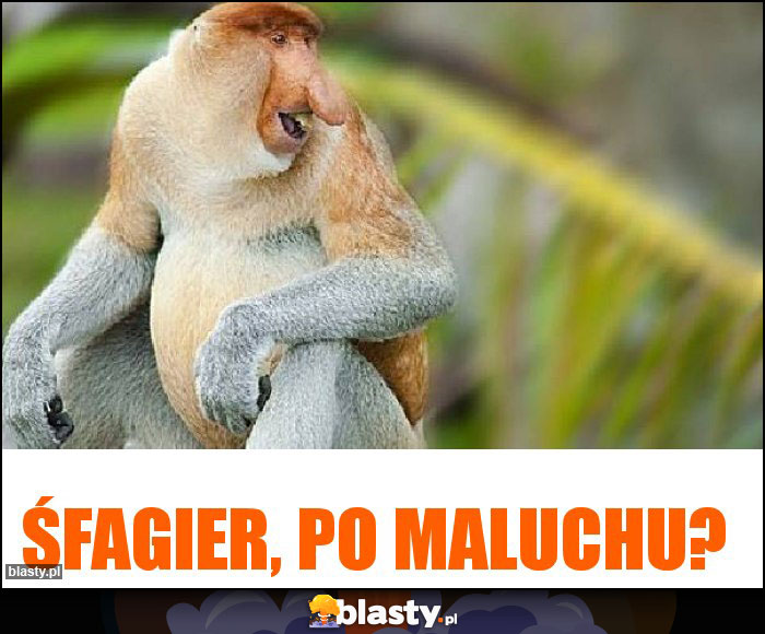 Śfagier, po maluchu?