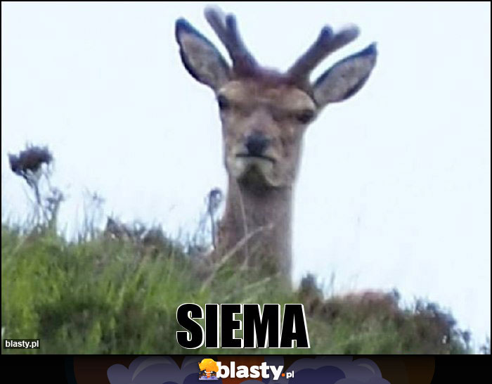 Siema