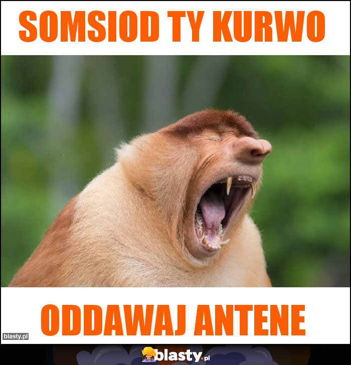 somsiod ty kurwo