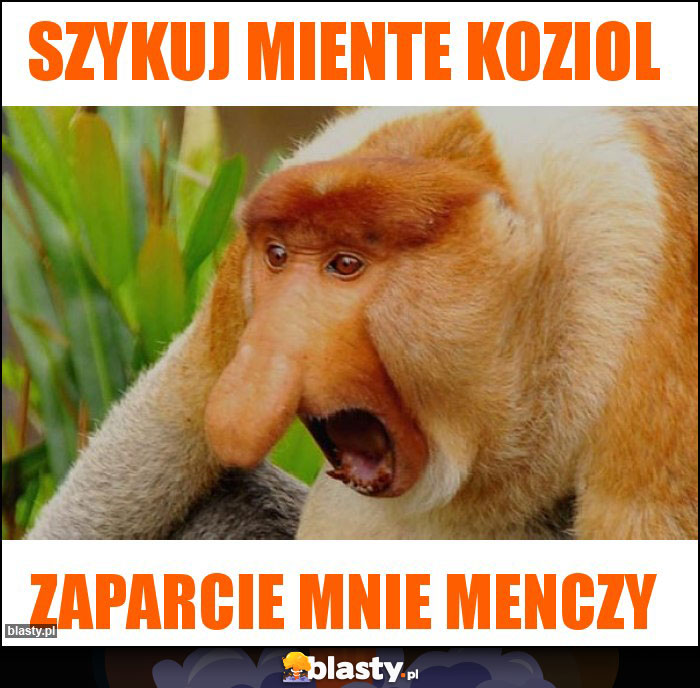 Szykuj miente koziol