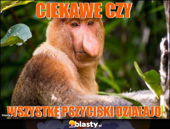 Ciekawe czy