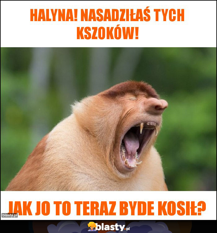 Halyna! Nasadziłaś tych kszoków!