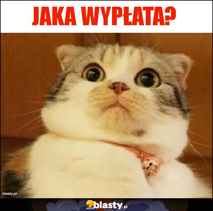 Jaka wypłata?