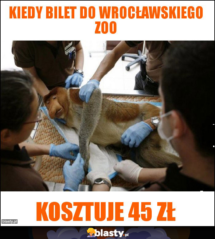 Kiedy bilet do Wrocławskiego ZOO