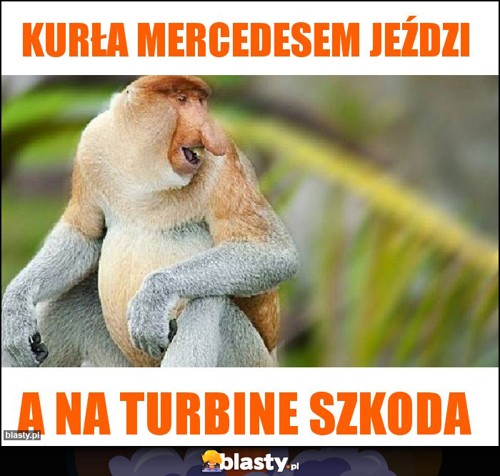 KURŁA MERCEDESEM JEŹDZI