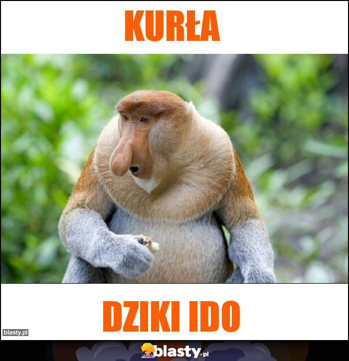 Kurła