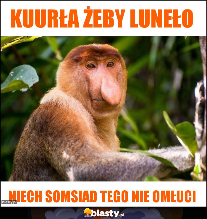 Kuurła żeby luneło