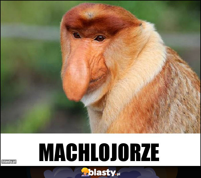 MACHLOJORZE