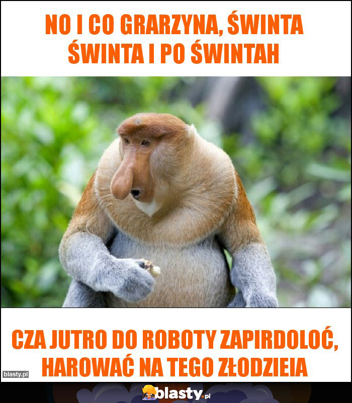 no i co grarzyna, świnta świnta i po świntah