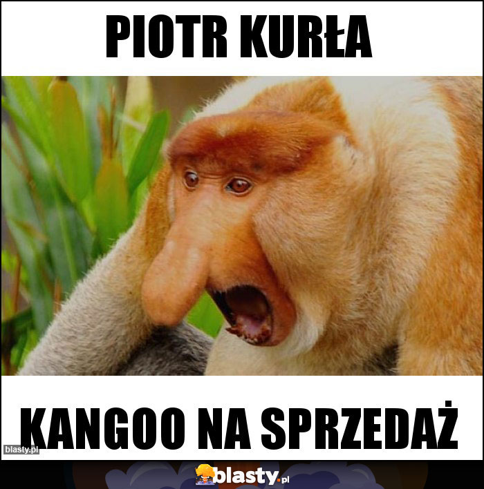 Piotr kurła