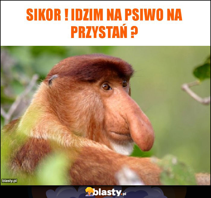 Sikor ! Idzim na psiwo na przystań ?