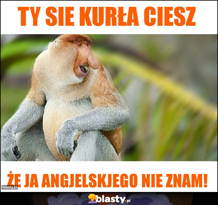 Ty sie kurła ciesz
