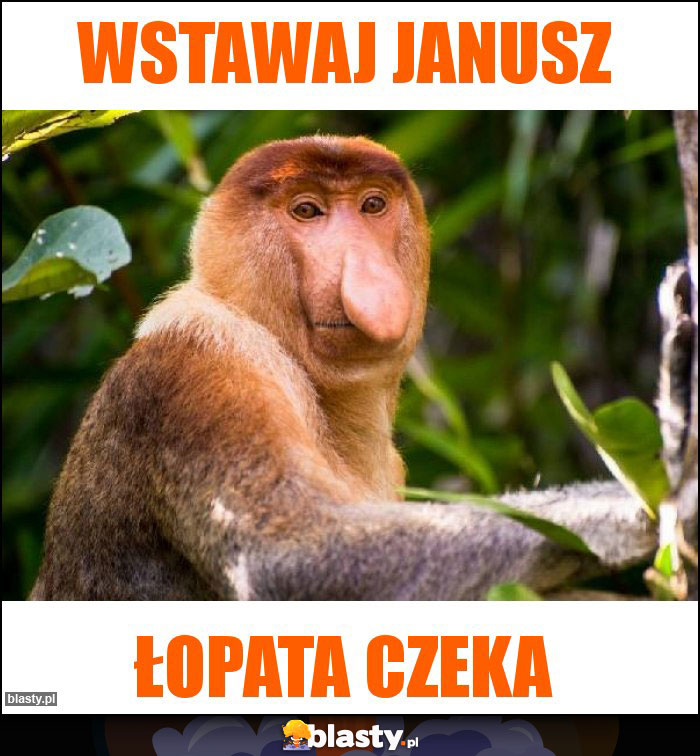 Wstawaj janusz