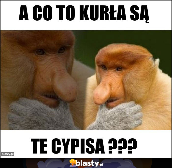A co to kurła są