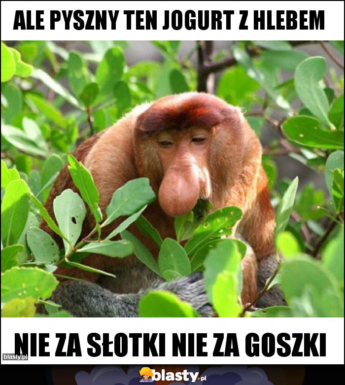 Ale pyszny ten jogurt z hlebem