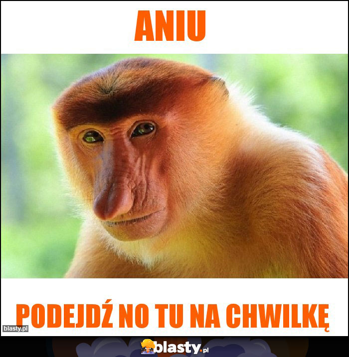 Aniu