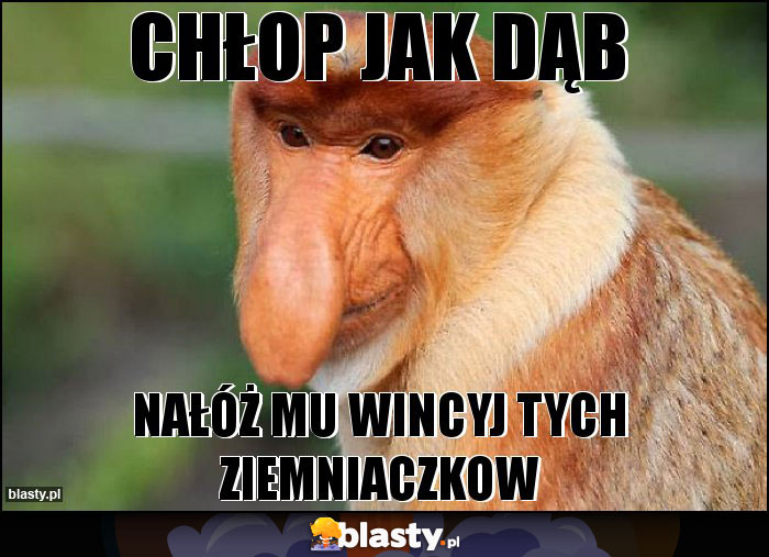 CHŁOP JAK DĄB