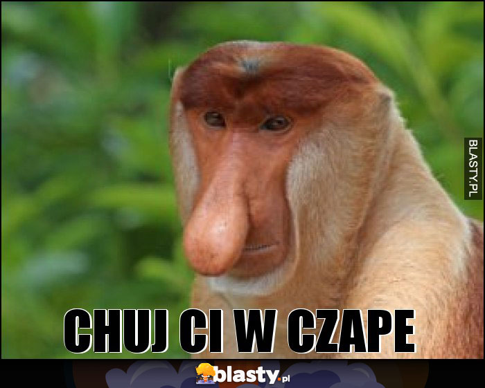 CHUJ CI W CZAPE