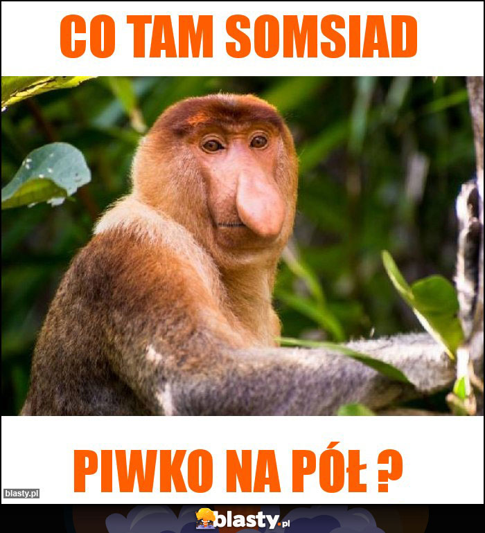 Co tam somsiad