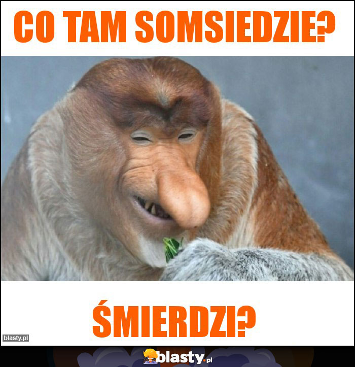 co tam somsiedzie?