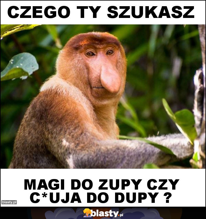 Czego ty szukasz