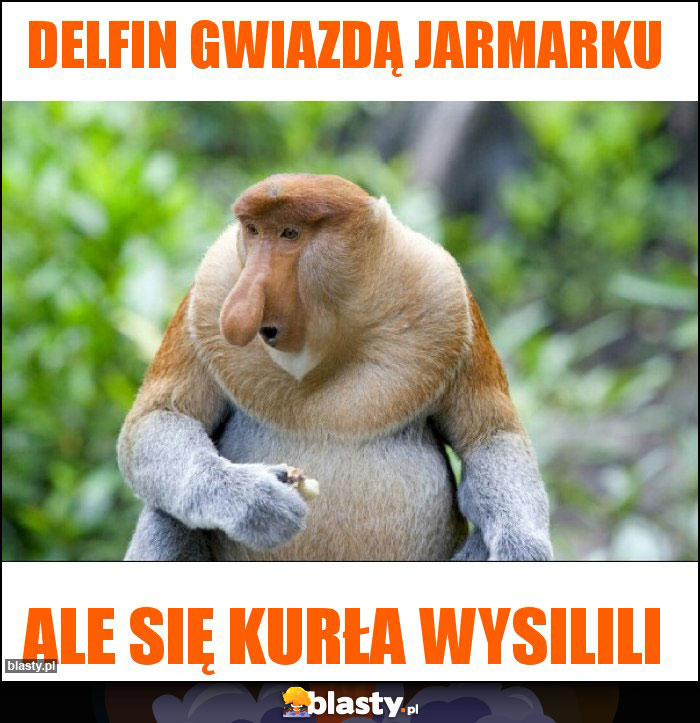 delfin gwiazdą jarmarku
