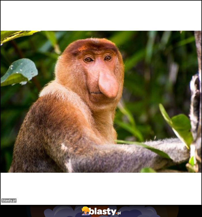 FAJNY TEN POLSKI KOŚCIÓŁ