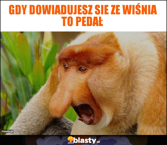 Gdy dowiadujesz sie ze wiśnia to pedał