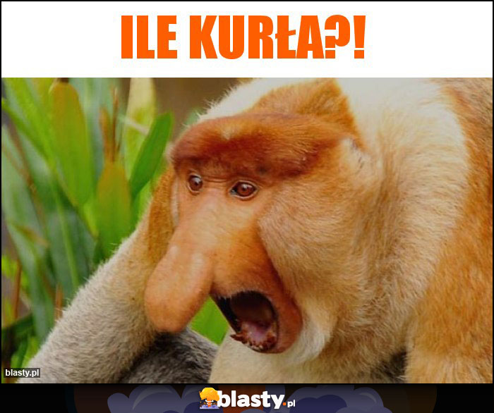 Ile kurła?!