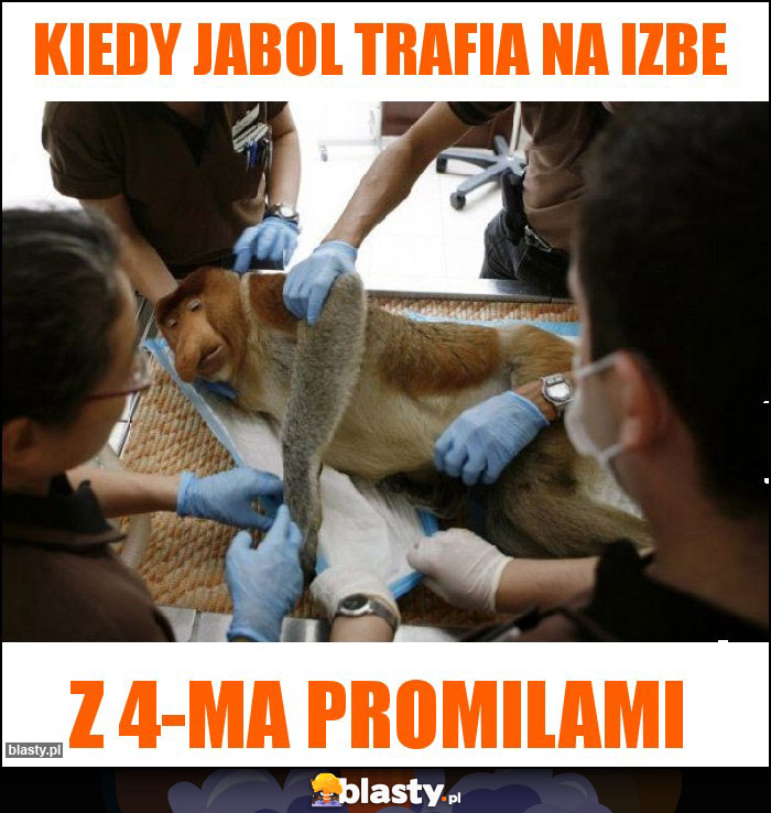 kiedy jabol trafia na izbe