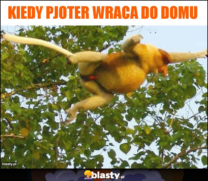 kiedy pjoter wraca do domu