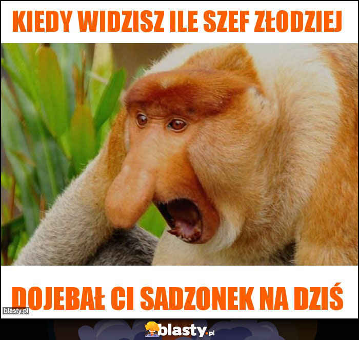 Kiedy widzisz ile szef złodziej
