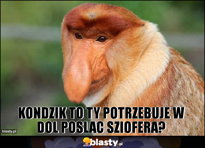 KONDZIK TO TY POTRZEBUJE W DOL POSLAC SZIOFERA?