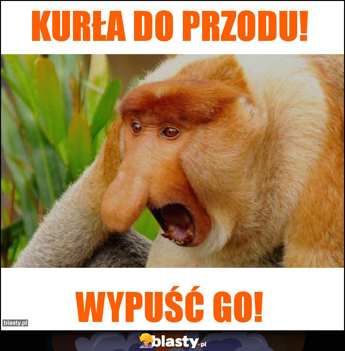 Kurła do przodu!