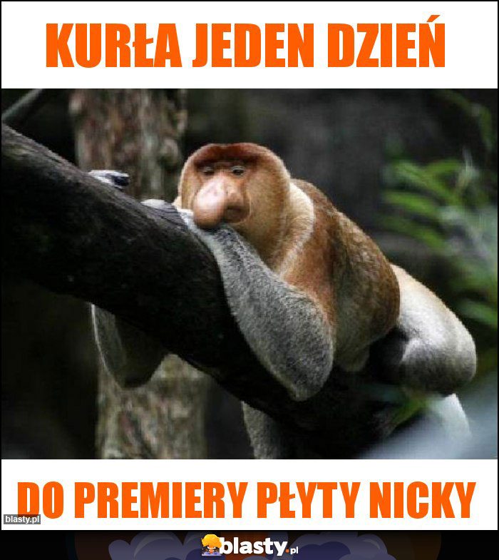 Kurła jeden dzień