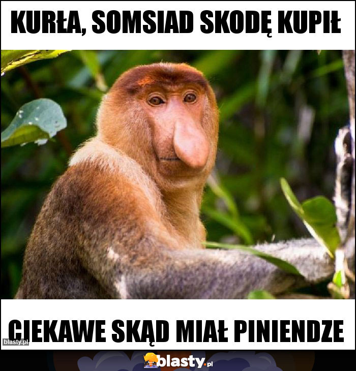 KURŁA, SOMSIAD SKODĘ KUPIŁ