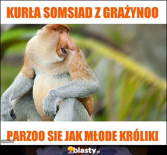 Kurła somsiad z GRAŻYNOO