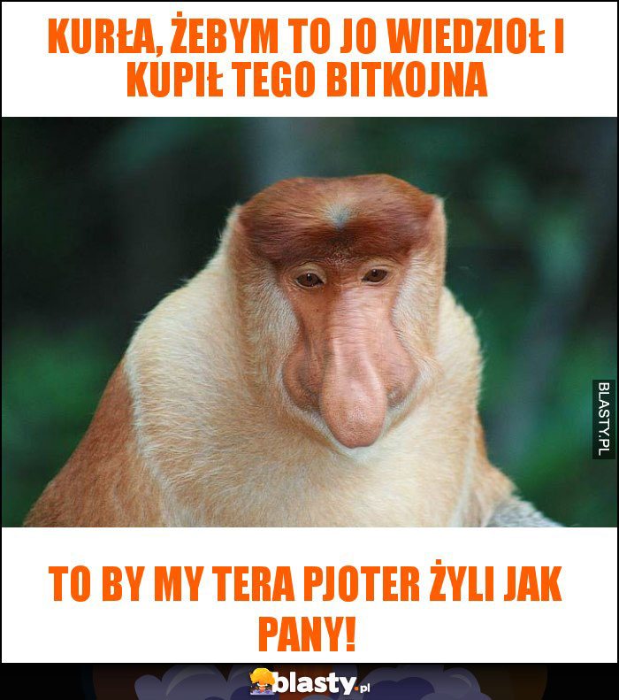 Kurła, żebym to jo wiedzioł i kupił tego bitkojna