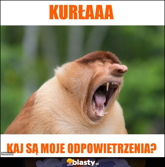 Kurłaaa