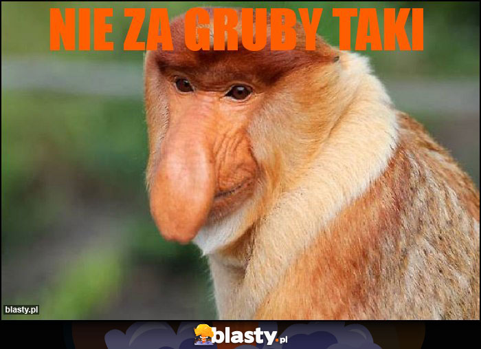 Nie za gruby taki