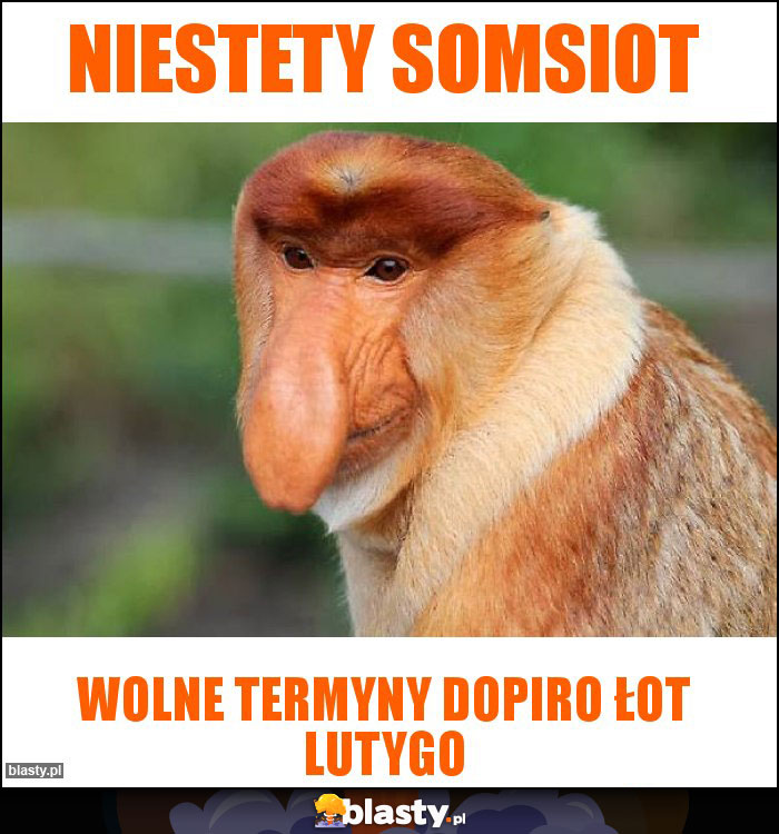 Niestety somsiot