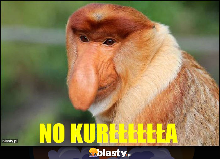 NO KURŁŁŁŁŁŁA