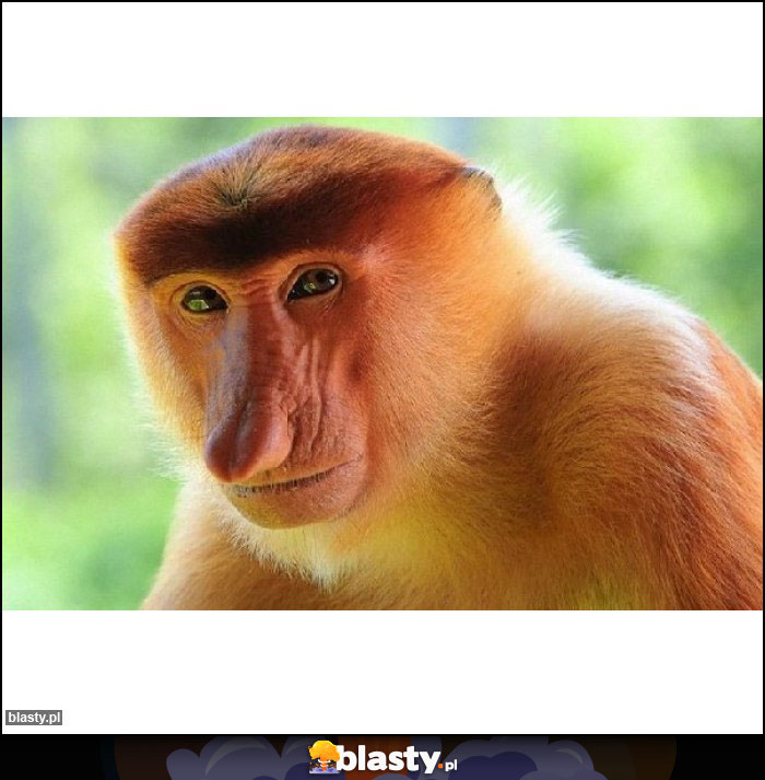 Panczo śniadaniownia?