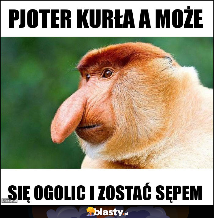 Pjoter kurła a może