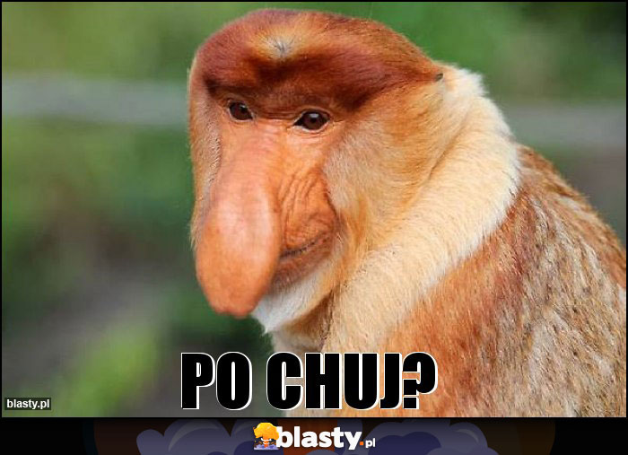 Po chuj?