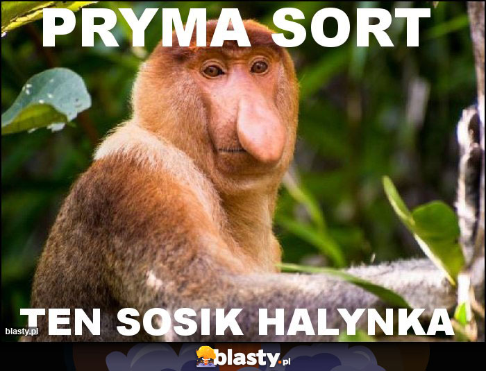 PRYMA SORT