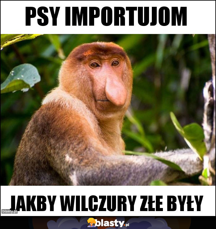 Psy importujom