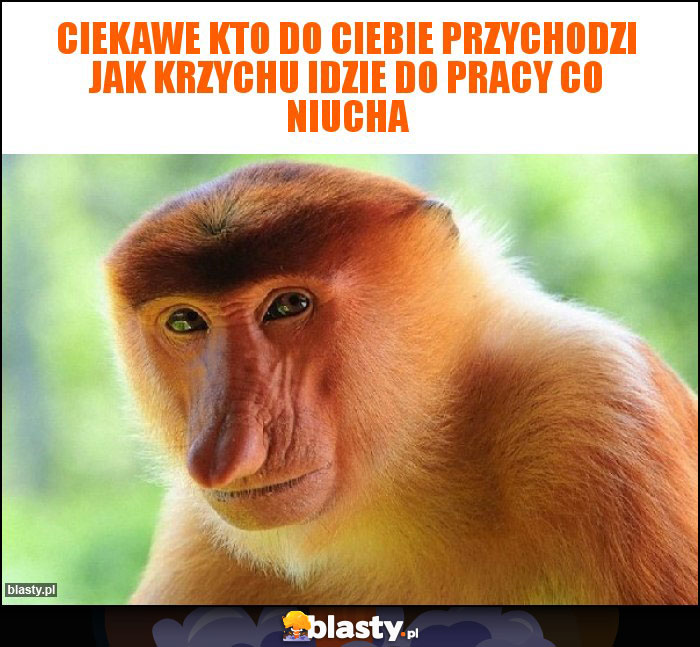 ciekawe kto do Ciebie przychodzi jak Krzychu idzie do pracy co Niucha